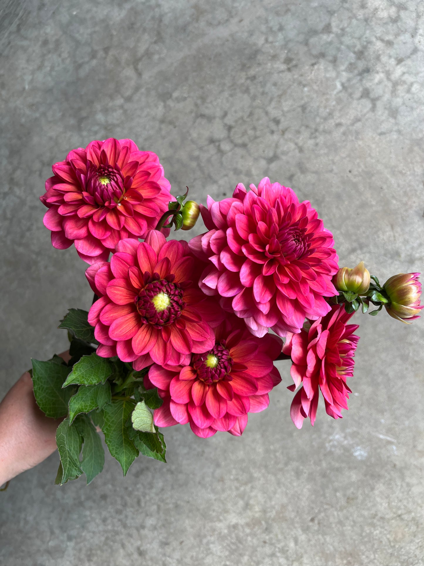 RC- Dahlia 'Salmon Runner' (1 plant)