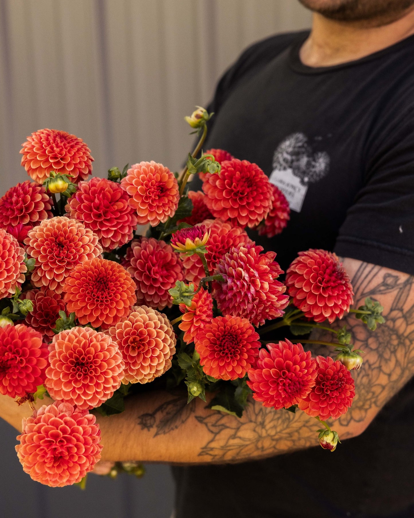 RC- Dahlia 'Valley Rust Bucket' (4 pack)