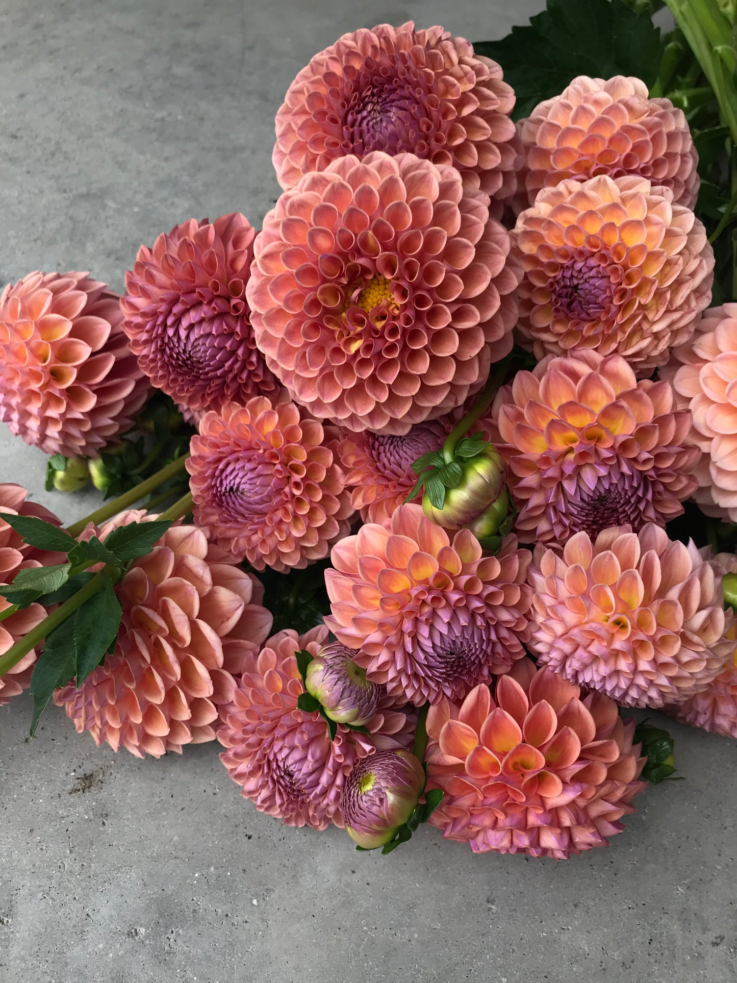 RC- Dahlia 'Jowey Winnie' (1 plant)