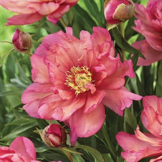 Peony - Hillary