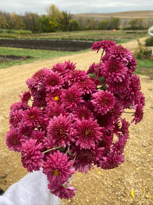 URC 'Cranberry Wine' Chrysanthemum 10 Cuttings