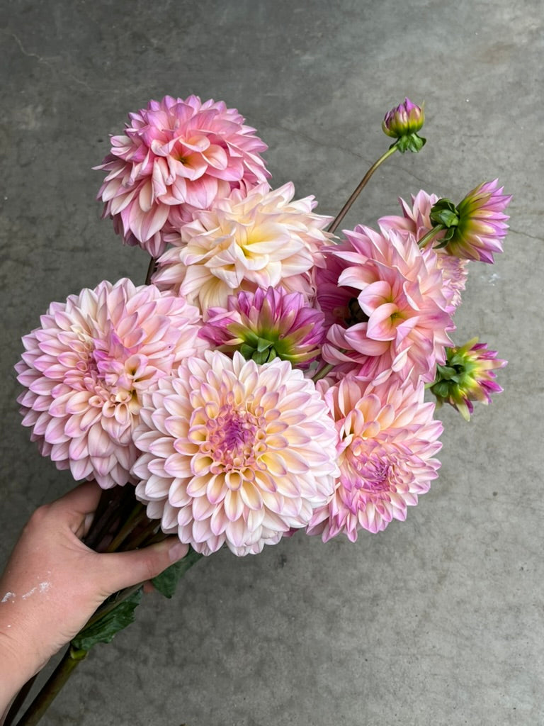 URC 'Coralie' Dahlia 10 Cuttings