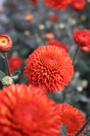 RC- Chrysanthemum 'Kelvin Mandarin' (4 pack)