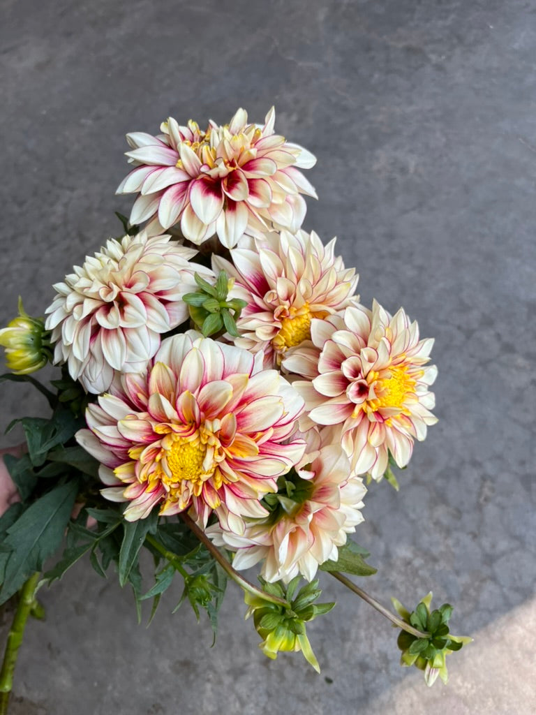 RC- Dahlia 'Polka'  (4 pack)