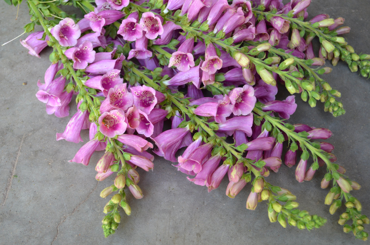 Digitalis 'Dalmation Rose'