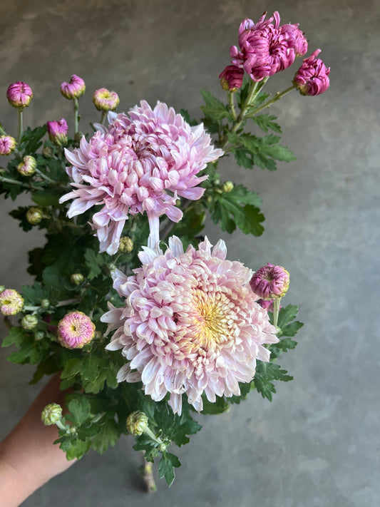 RC- Chrysanthemum 'Gertrude' (4 pack)