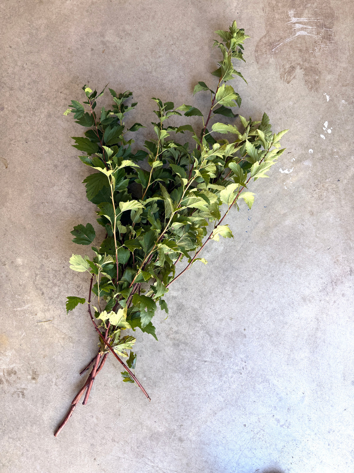 Bare Root - Ninebark (10 ct)
