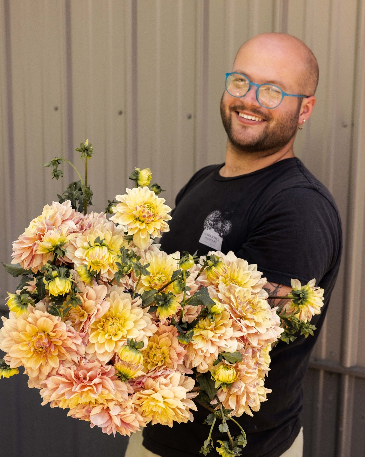 RC- Dahlia 'Wyns New Pastel'  (4 pack)