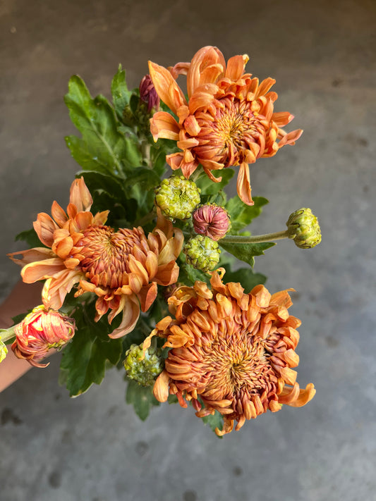 RC- Chrysanthemum 'Apricot Alexis' ( 4 pack)