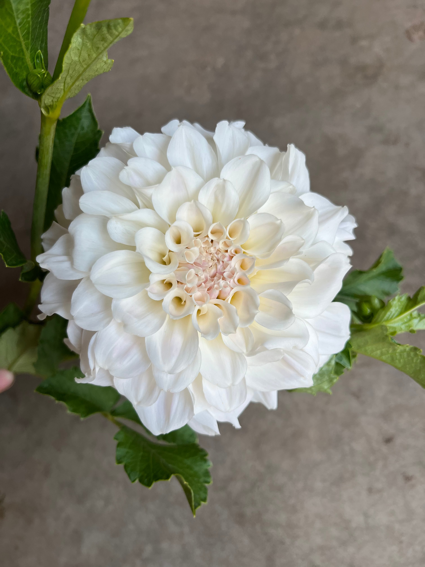 RC- Dahlia 'Irish Ruffles' (1 plant)