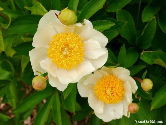 Peony Root- Claire de Lune- 1 Bare Root