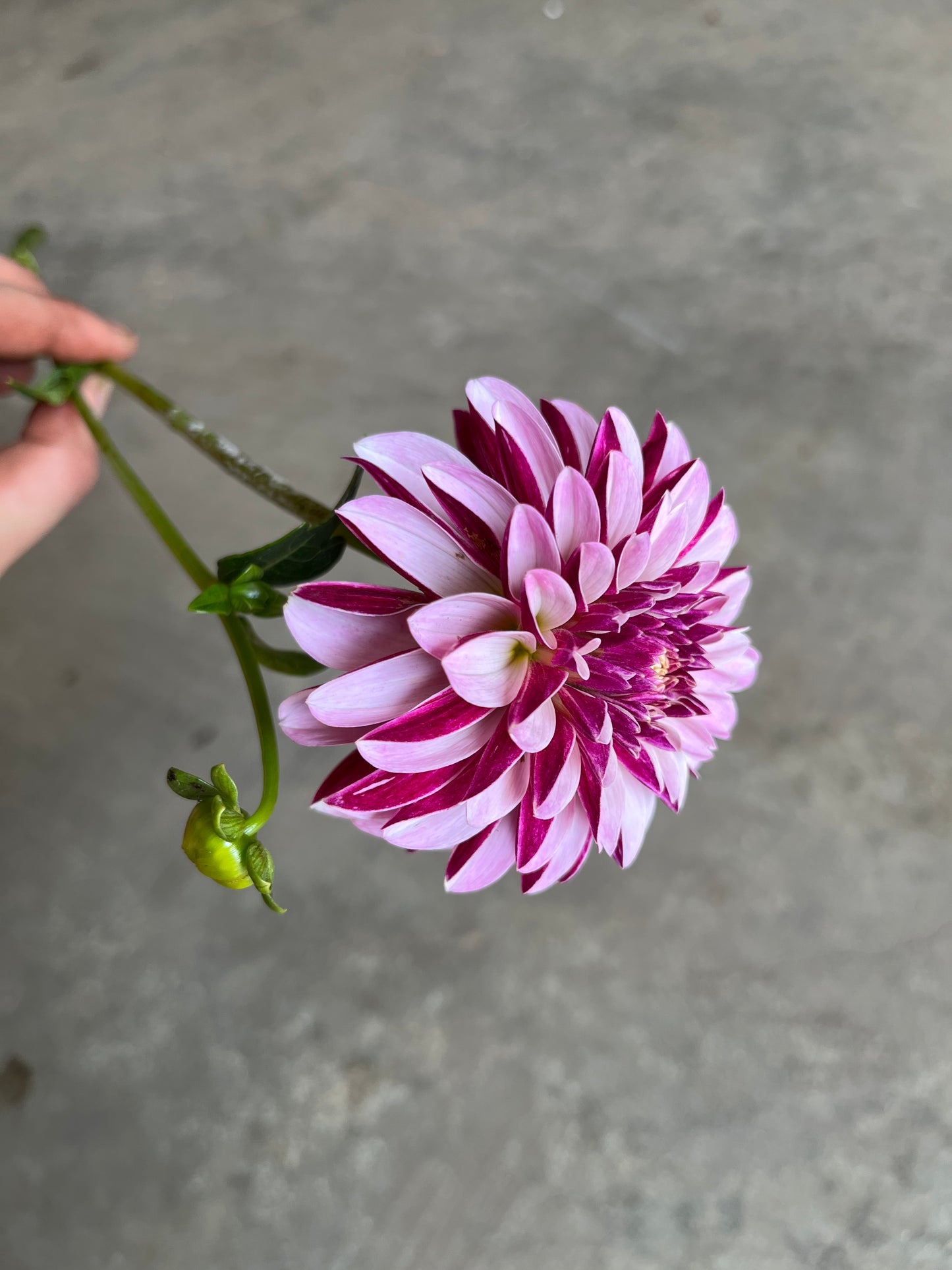 RC- Dahlia 'Salish Twilight Girl' (1 plant)