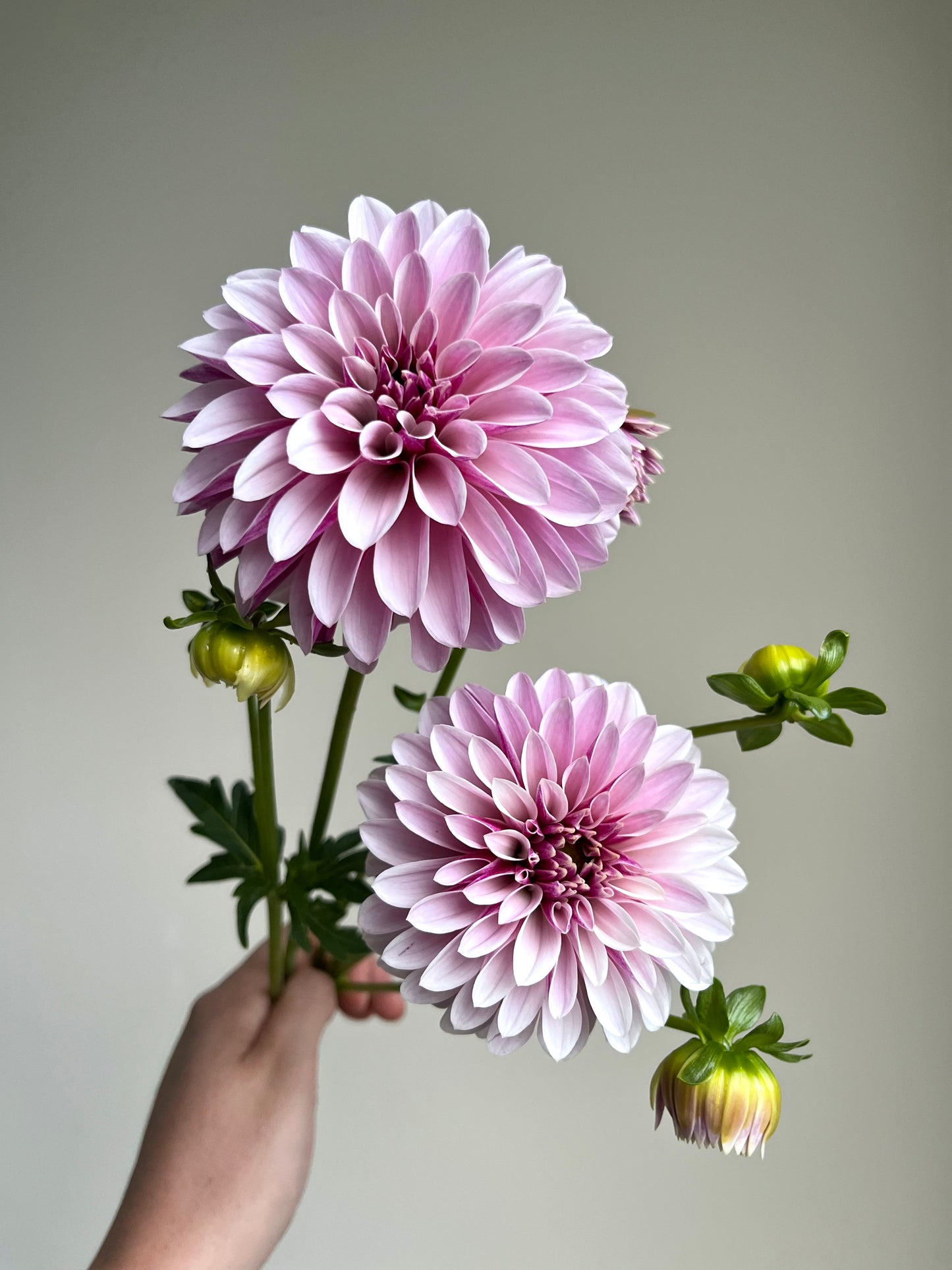 RC- Dahlia 'Salish Twilight Girl' (4 pack)