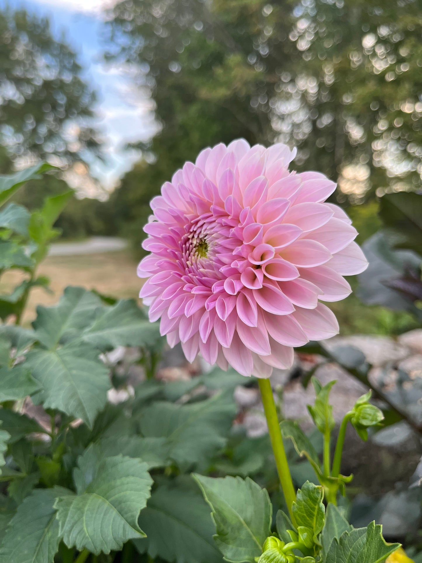 RC- Dahlia 'Bloomquist Tori P' (1 plant)