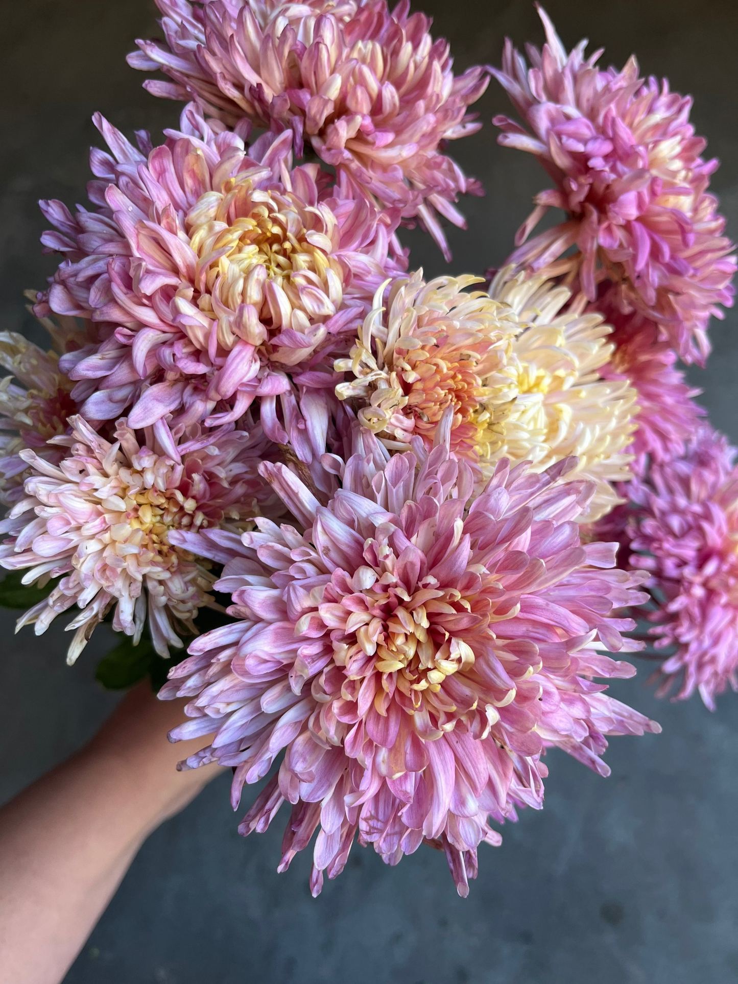 RC- Chrysanthemum 'Fancy Free' (4 pack)