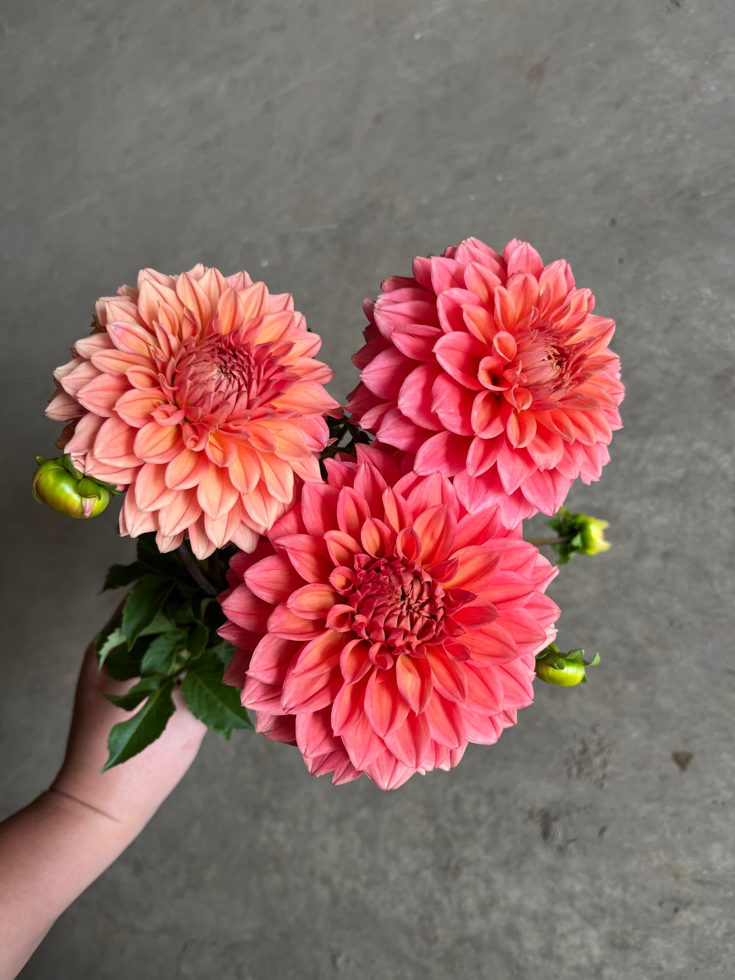 RC- Dahlia 'Country Rose' (4 pack)