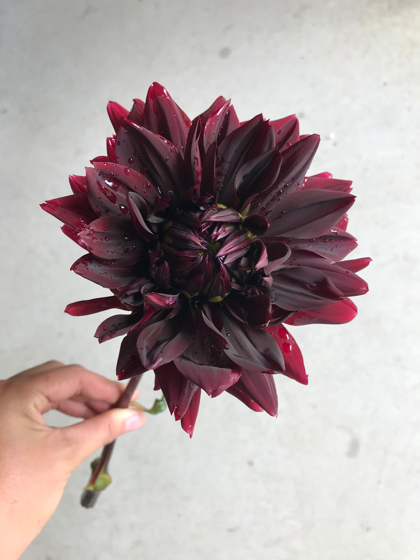RC- Dahlia 'Rip City' (4 pack)
