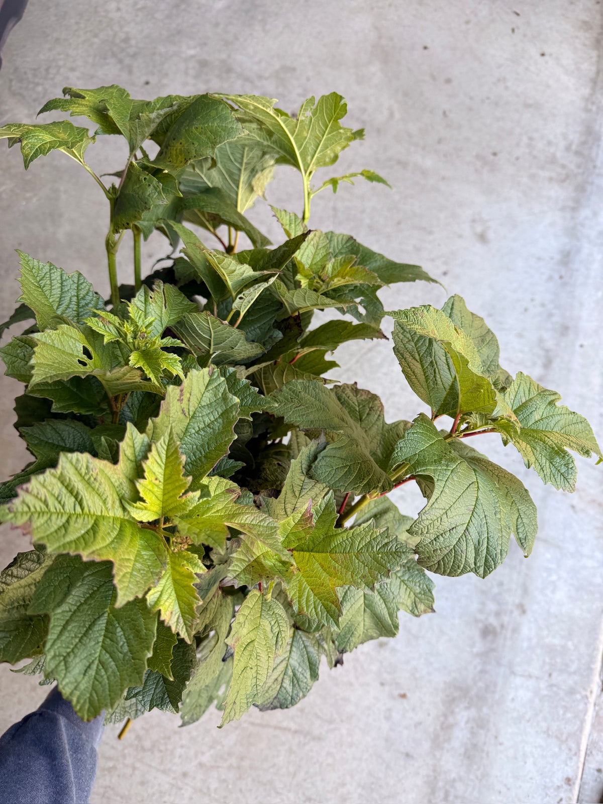 Bare Root - Viburnum Maple Leaf (10 ct)