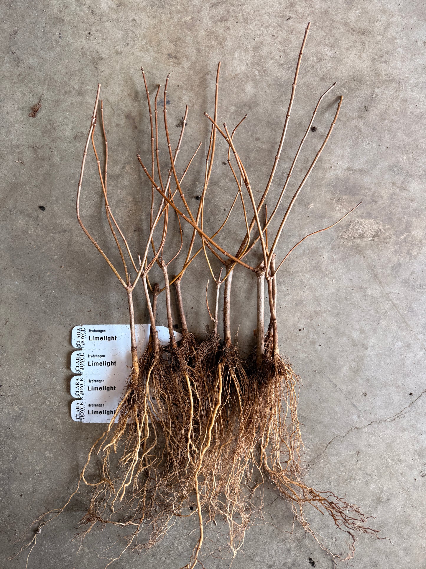Bare Root Shrub - Hydrangea 'Limelight' (10 count)