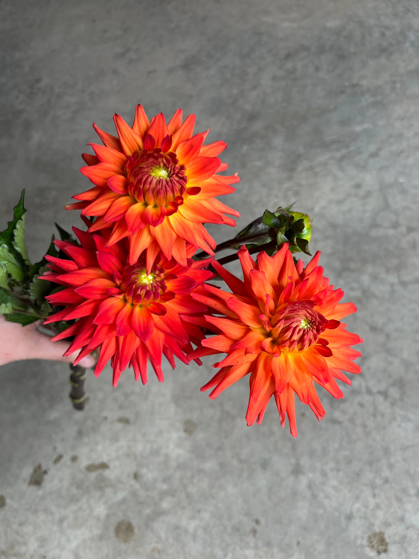 RC- Dahlia 'Hot Shot' (4 pack)