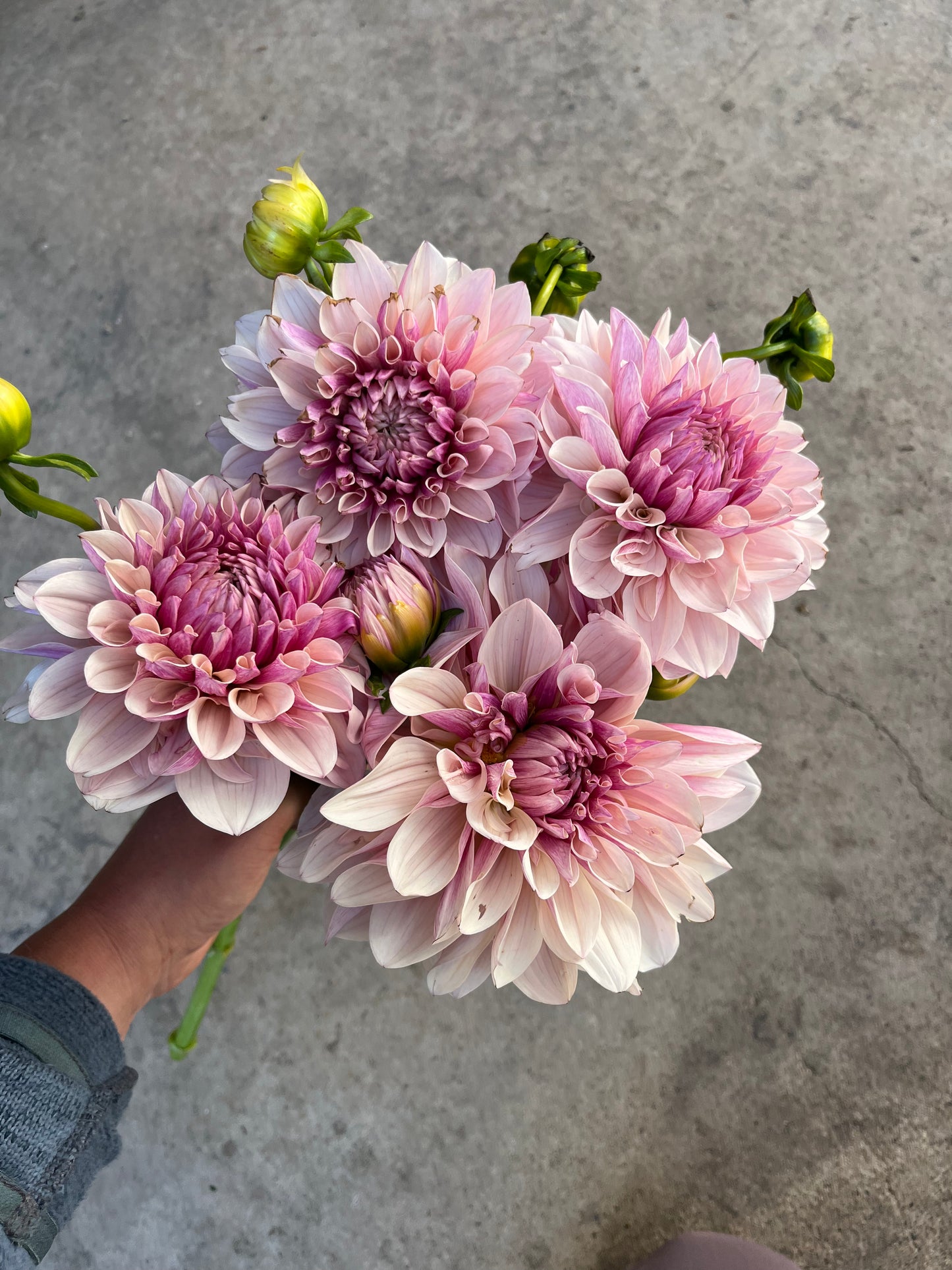 RC- Dahlia 'Penny Lane' (1 plant)