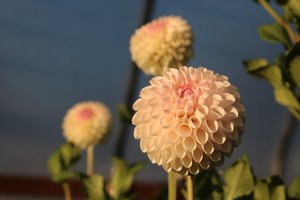 RC- Dahlia 'Camano Zoe' (1 plant)