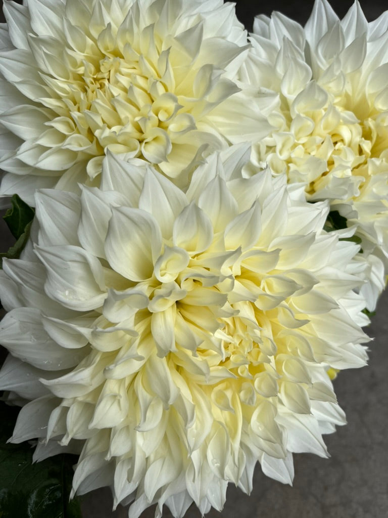 RC- Dahlia 'Fleurel' (4 pack)
