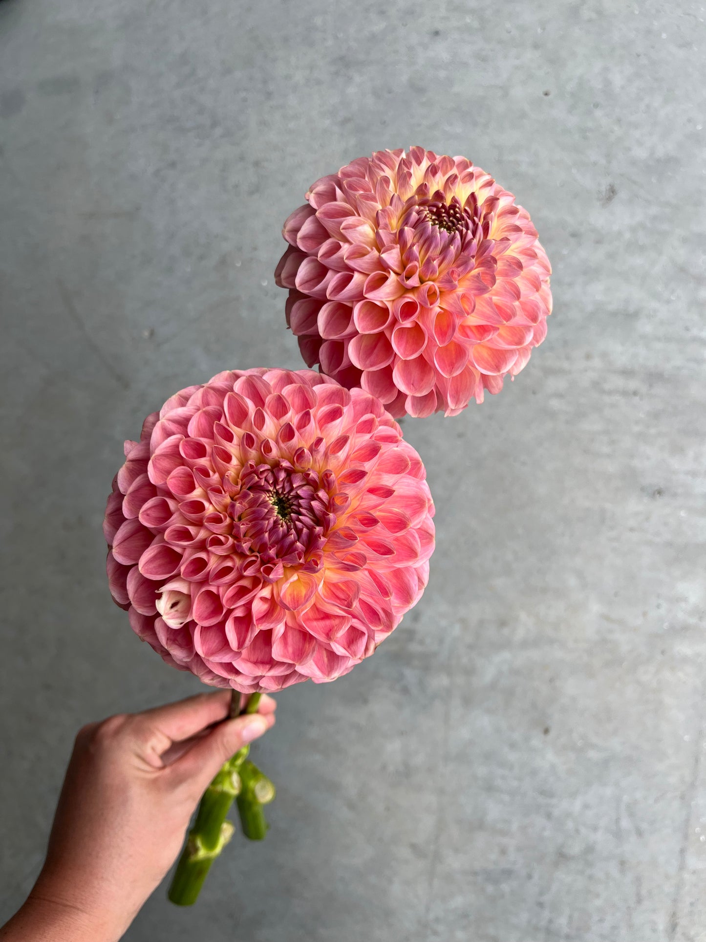 RC- Dahlia 'Clearview Peachy' (1 plant)