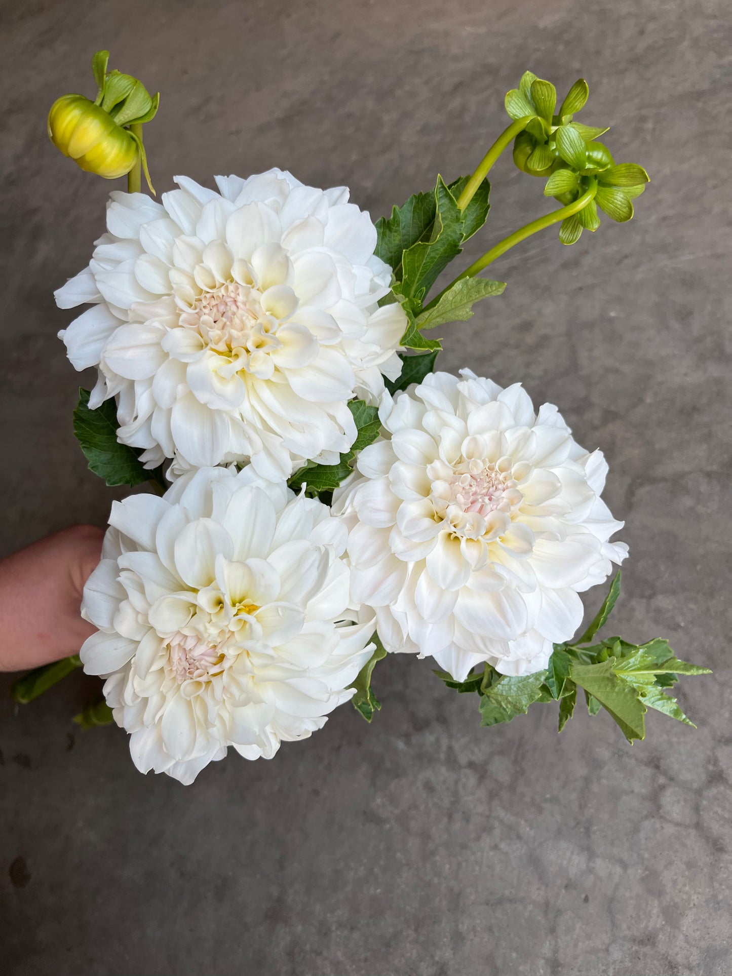 RC- Dahlia 'Irish Ruffles' (1 plant)