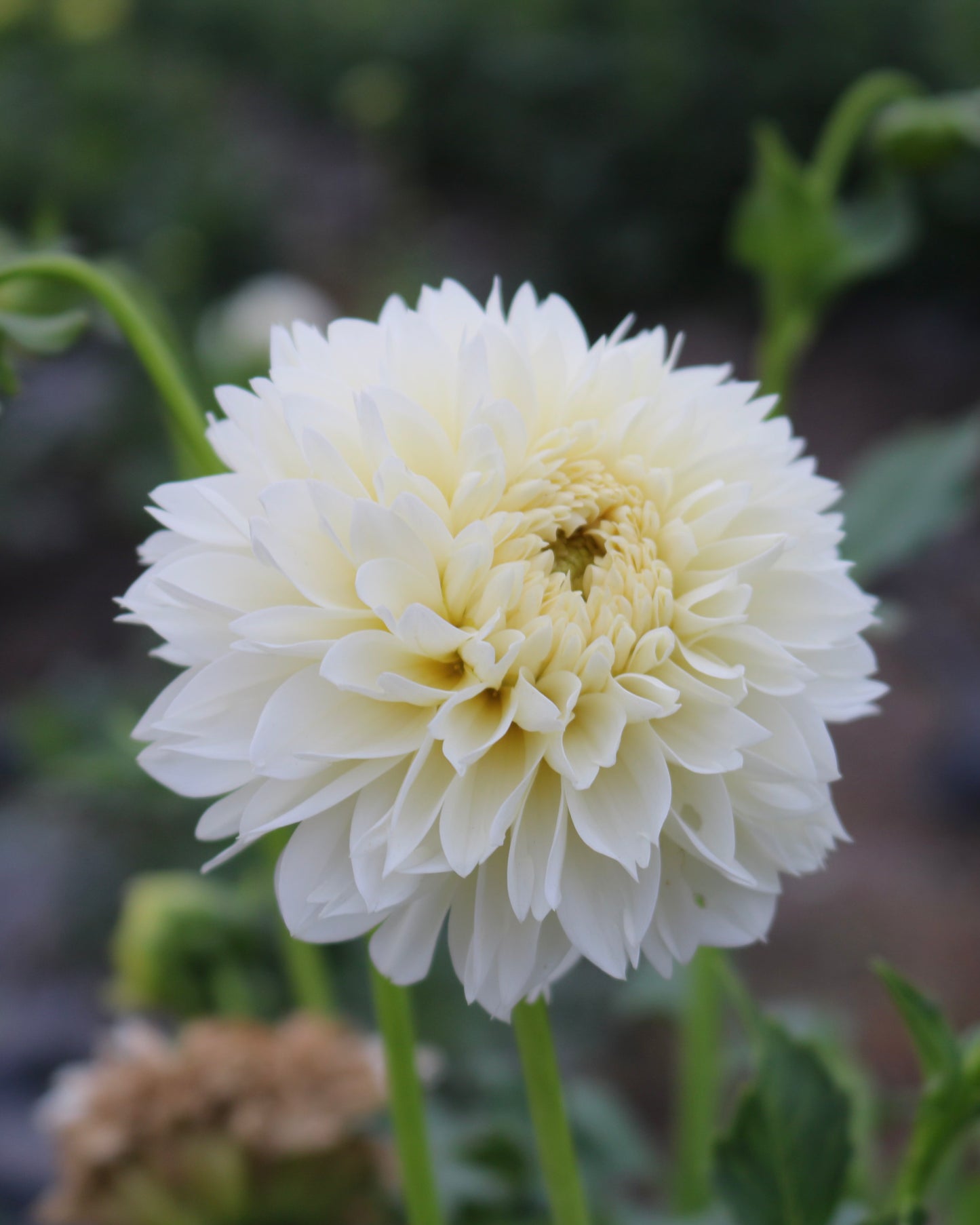RC- Dahlia 'Ivory Lace'  (4 pack)