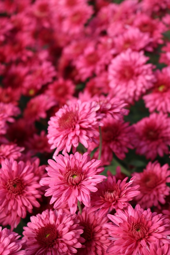 RC- Chrysanthemum 'Cranberry Wine' (4 pack)