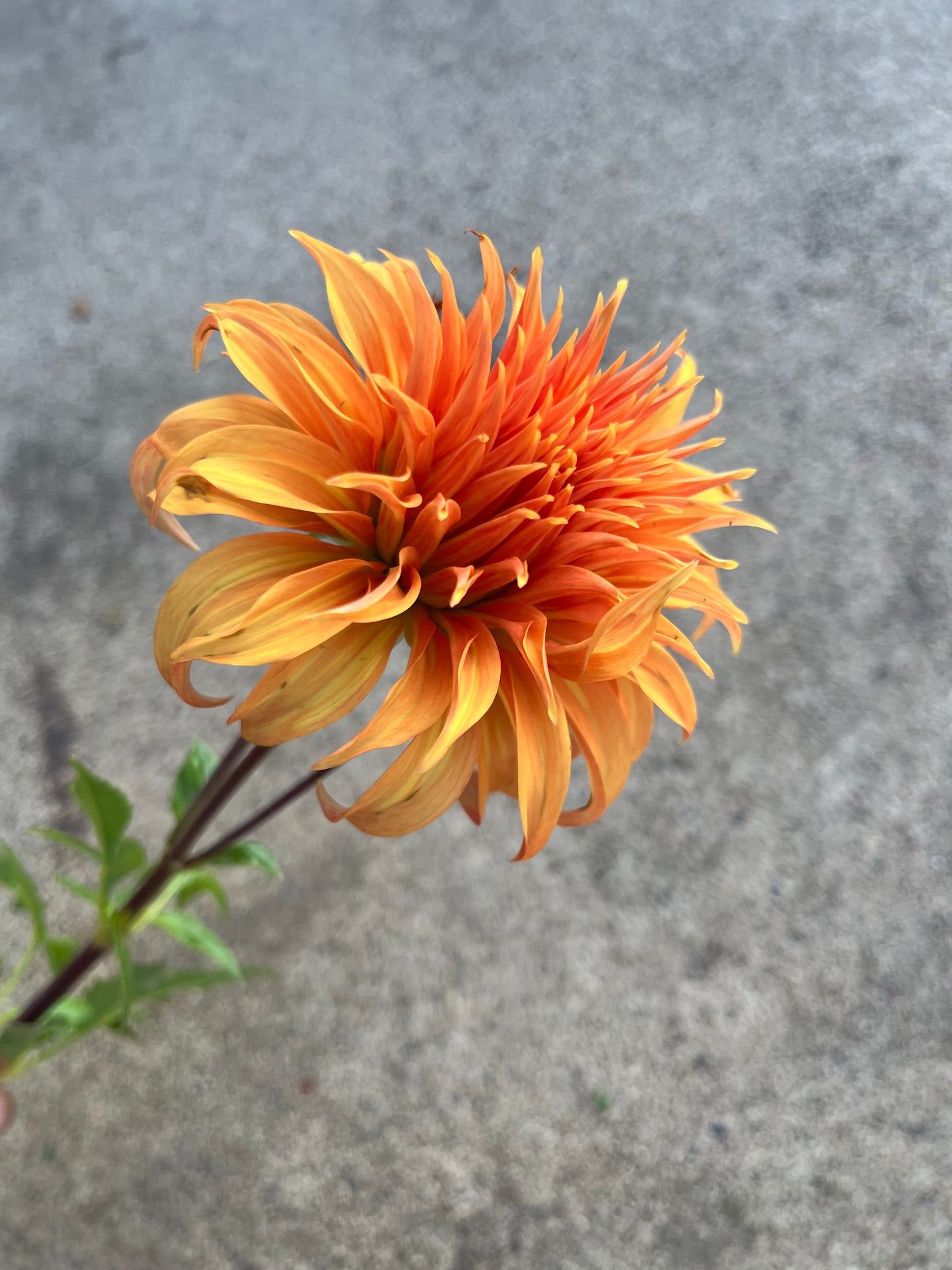 RC- Dahlia 'Bloomquist Jean' (1 plant)