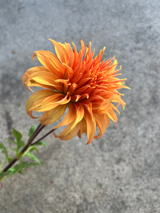 RC- Dahlia 'Bloomquist Jean' (1 plant)