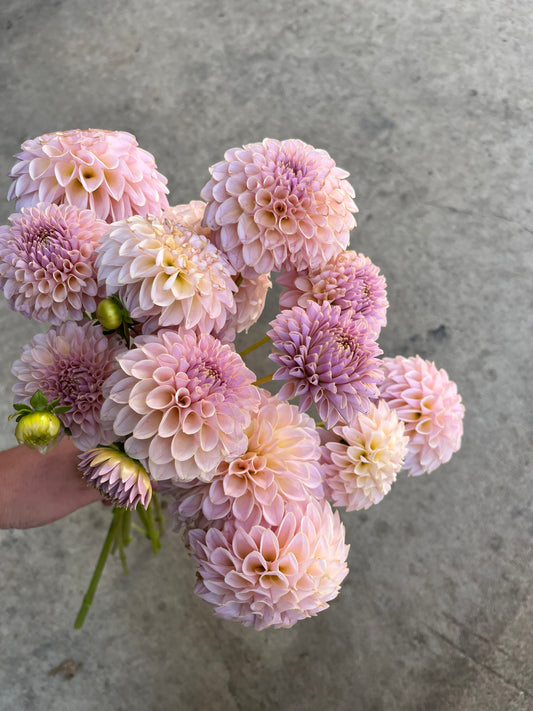 RC- Dahlia 'Cinder Rose' (1 plant)