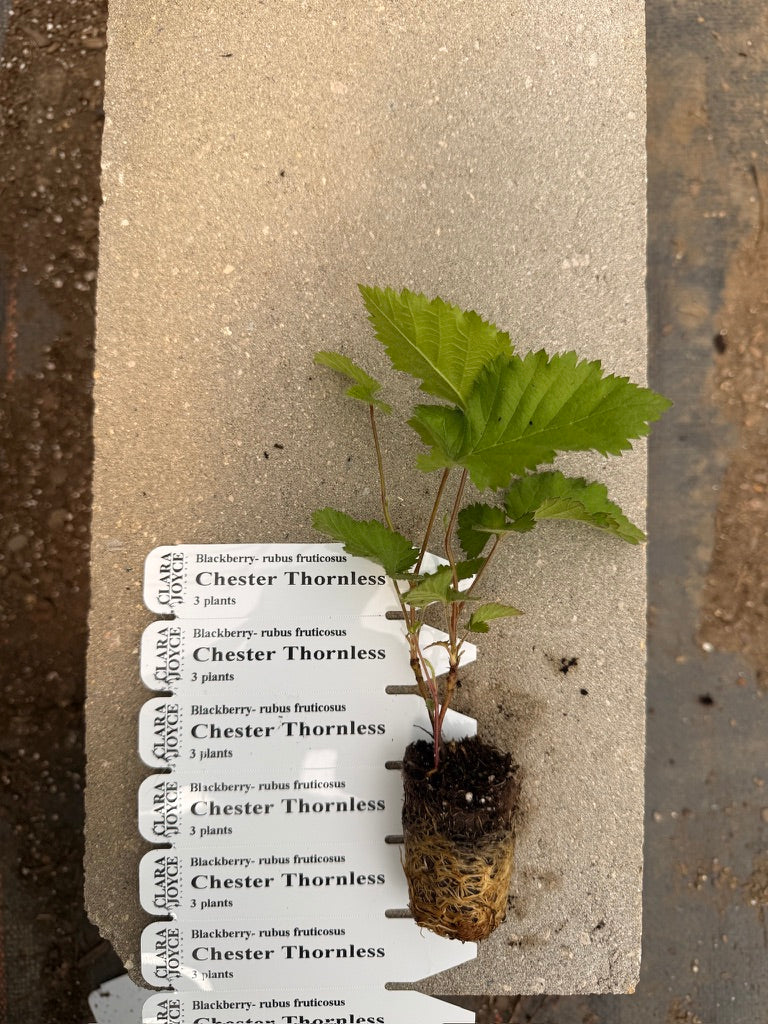 Blackberry 'Chester Thornless'
