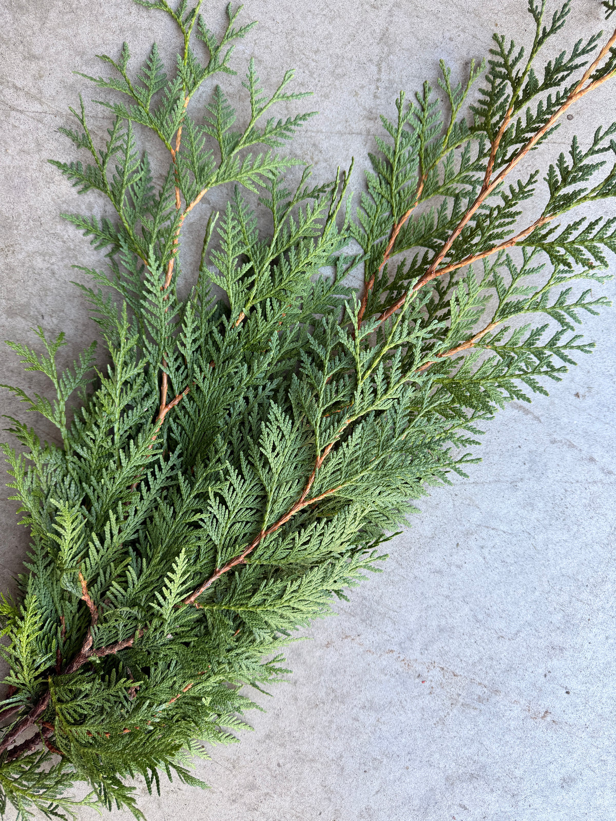 Bare Root - Thuja 'Techny' (10 ct)