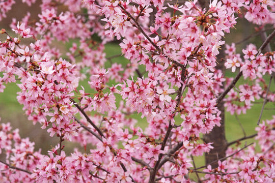 Quart - Prunus x 'Okame'