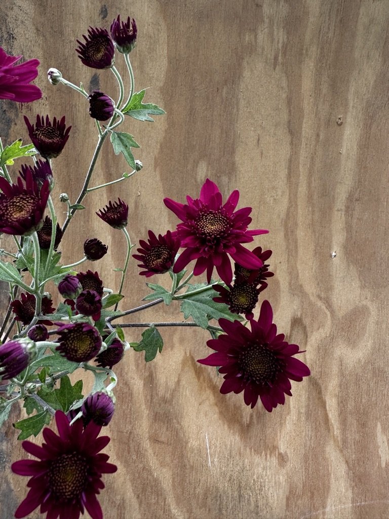 RC- Chrysanthemum 'Samson' (4 pack)