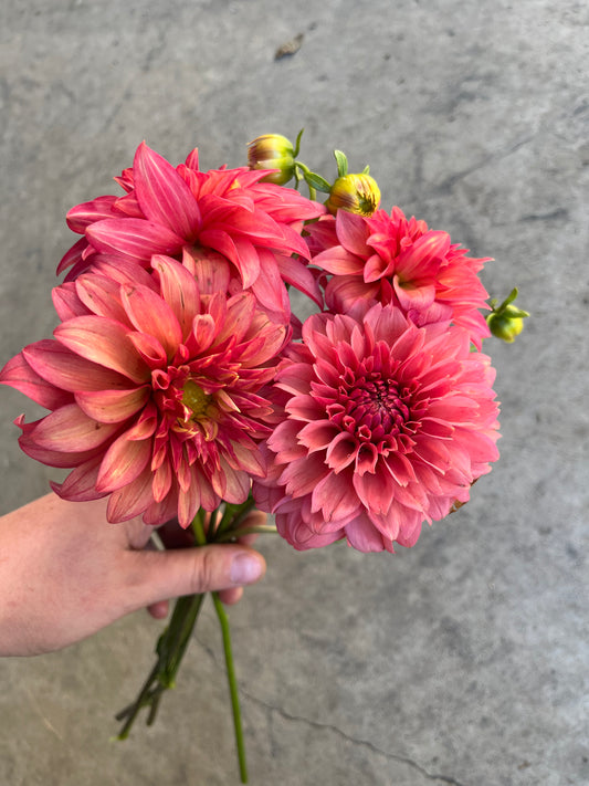 RC- Dahlia 'Clearview Cinnabar' (1 plant)