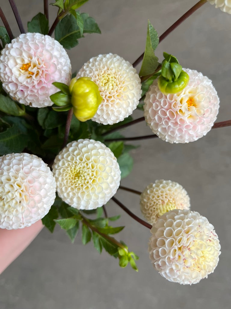 RC- Dahlia 'Small World' (4 pack)