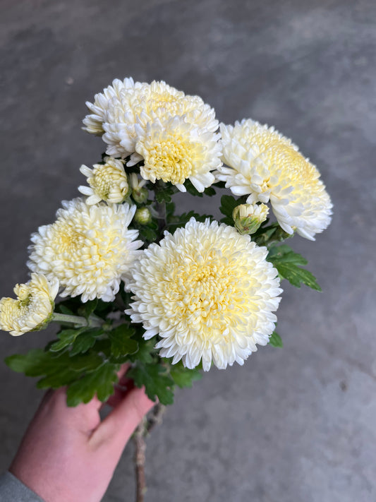 RC- Chrysanthemum 'Moonbeam' (4 pack)