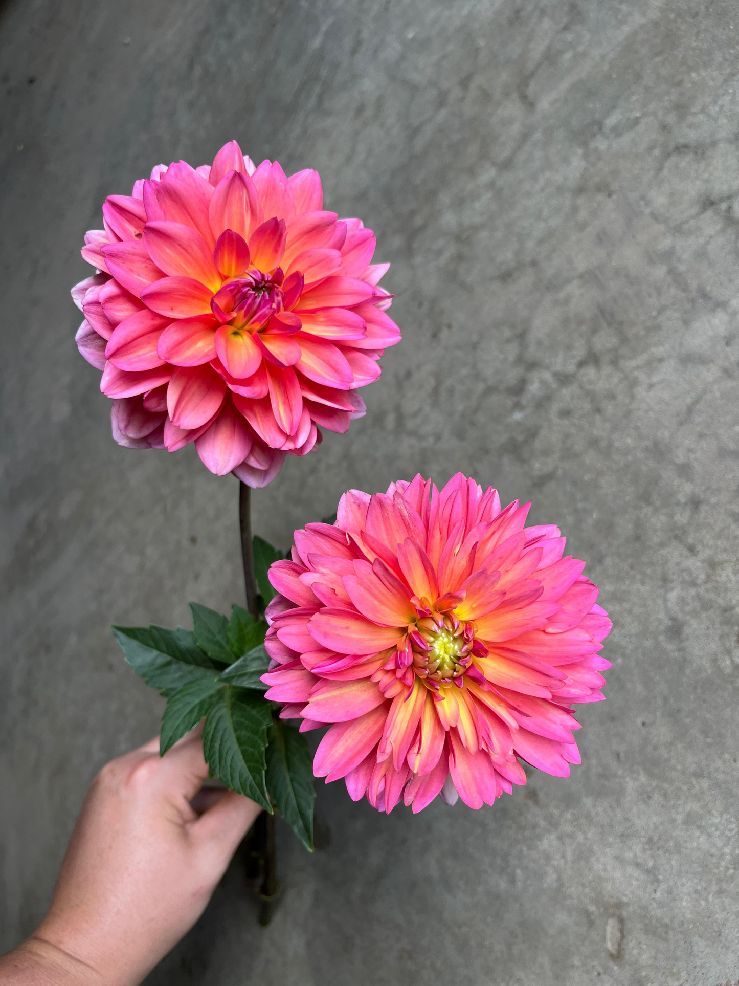 RC- Dahlia 'The Voice' (4 pack)