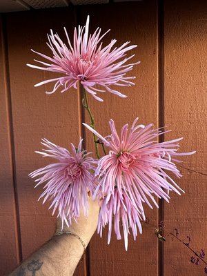 RC- Chrysanthemum 'Kings Delight' (4 pack)