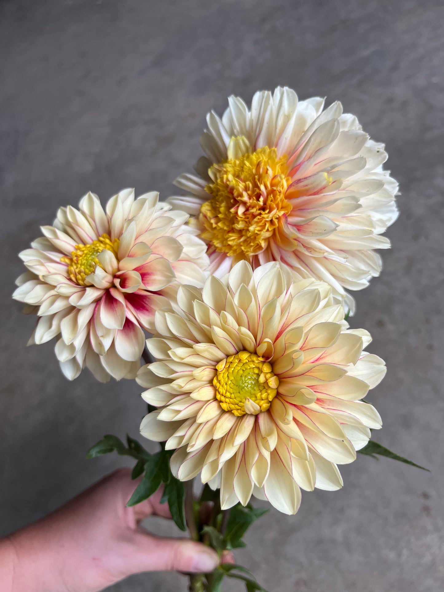 RC- Dahlia 'Polka'  (4 pack)