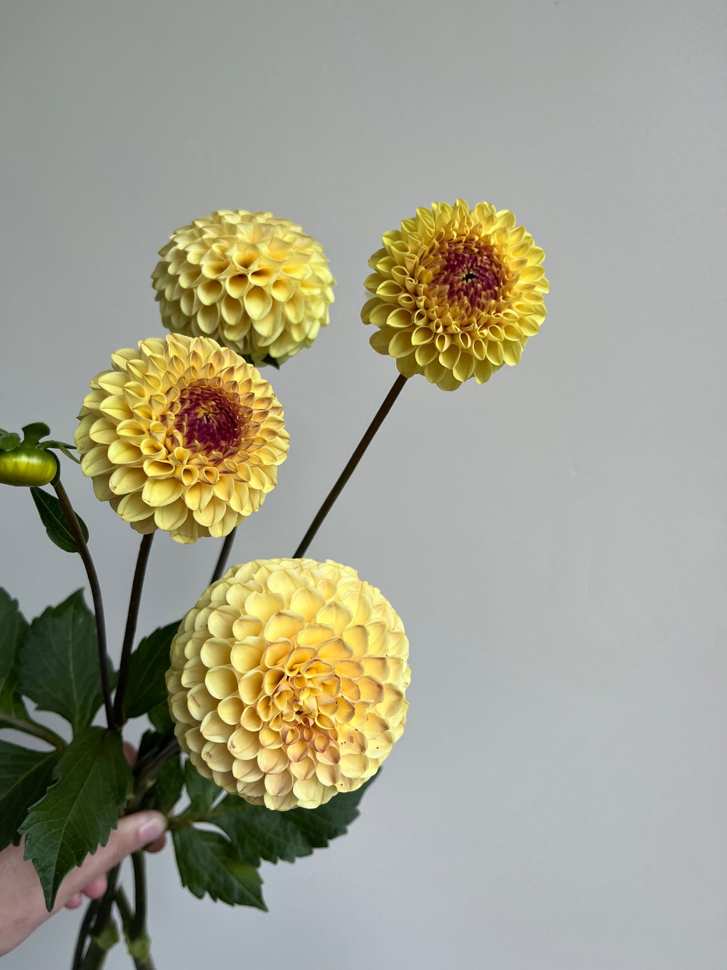 RC- Dahlia 'Ferncliff Spice' (1 plant)