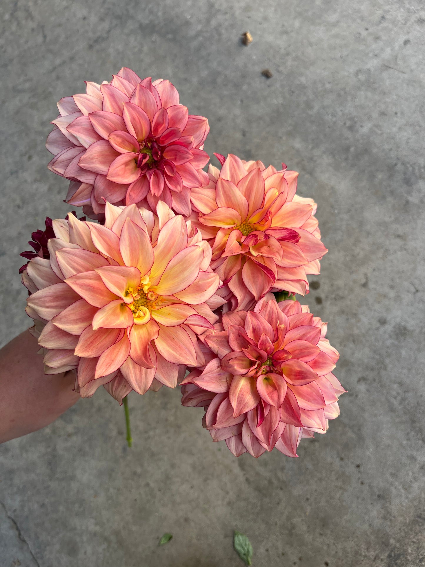 RC- Dahlia 'Mocha Katie' (1 plant)