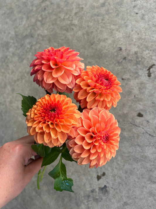 RC- Dahlia 'Blood Orange'