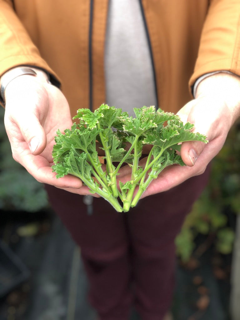 URC - Geranium 'Wilhelm Langguth' (10 ct)