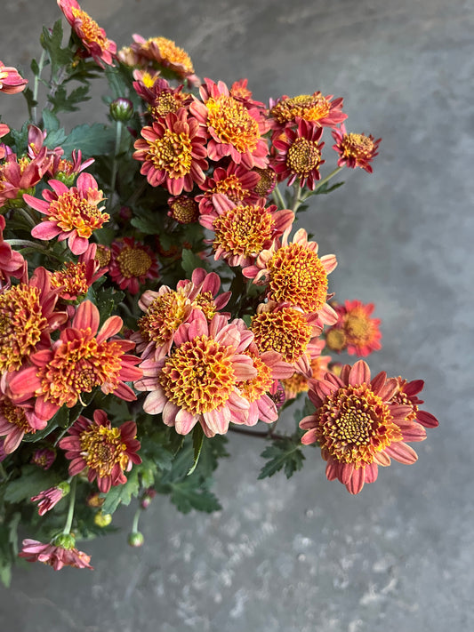 RC- Chrysanthemum 'Bronze Fleece" (4pack)