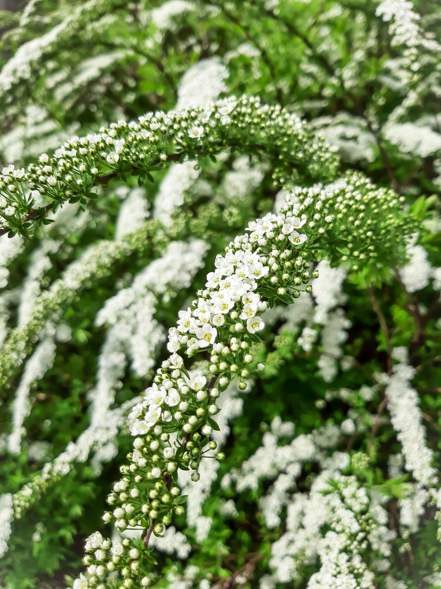 Quart - Spirea 'Snowmound'